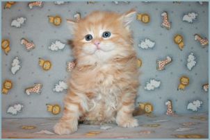 Female Siberian Kitten from Deedlebug Siberians